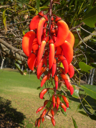 Brasiliansk koral træ - Erythrina Falcata