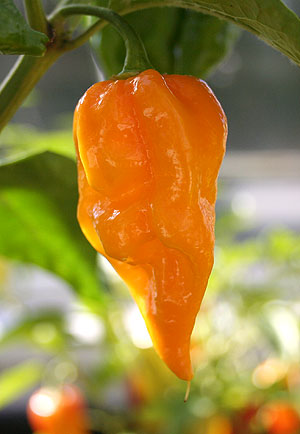 Fatali Orange - C. chinense