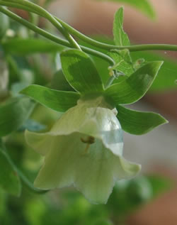 Fattigmandsginseng - Codonopsis pilosula