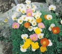 Alpin valmue - Papaver alpinum
