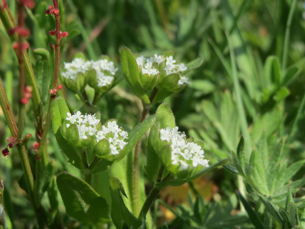Feltsalat -Valeriana D'olanda A Seme Grosso - Valerianella Locusta