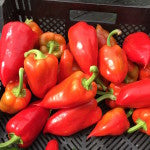 Ferenc Tender - Ungarsk Paprika