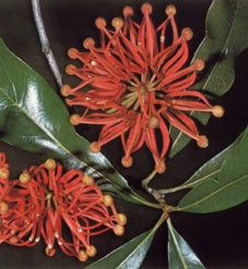Firewheel Træ - Stenocarpus