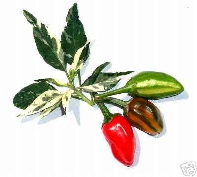 Fish - C. annuum - Plante