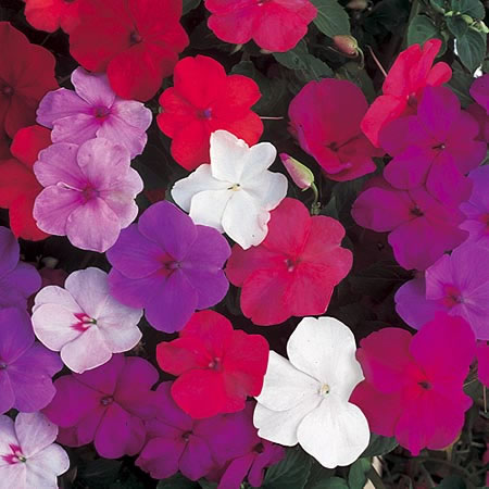 Flittiglise Xtreme Mix - Impatiens walleriana