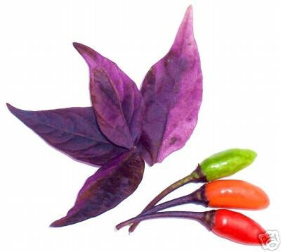 Flourescent Purple - C. annuum