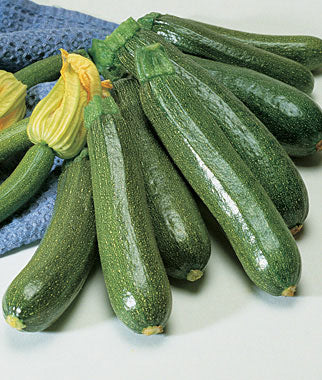 Squash - Fordhook