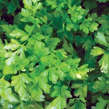 Persille - Forrest green