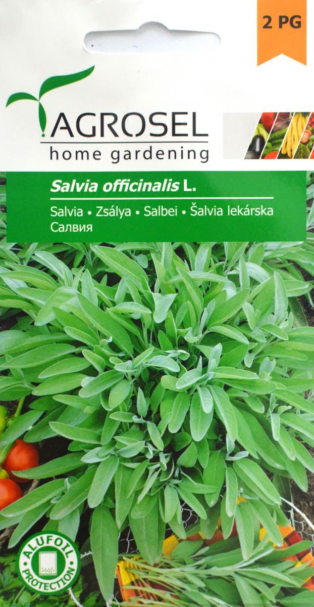 Salvie - Salvia officinalis - PG2