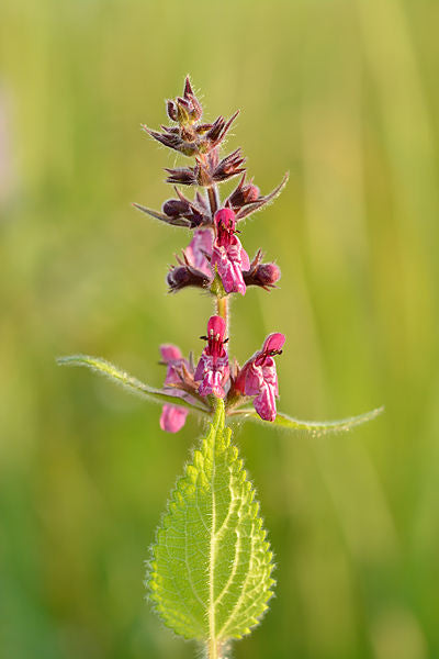 Galtetand - Stachys palaestina