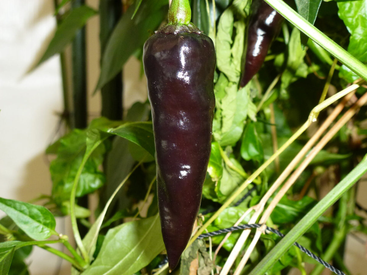 Georgia Black - C.annuum
