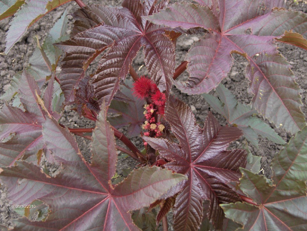 Olieplante / Kristpalme - Ricinius communis gibsonii