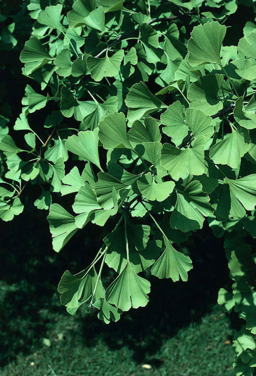 Gingko Biloba - Tempeltræ