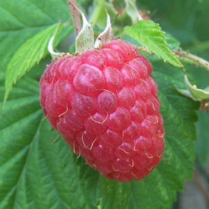 Hindbær - Glen Ample - Plante
