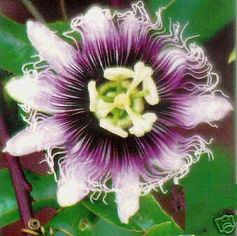 Passiflora Golden Giant