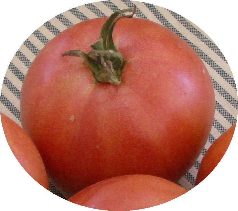 Grace lahman's Pink tomat