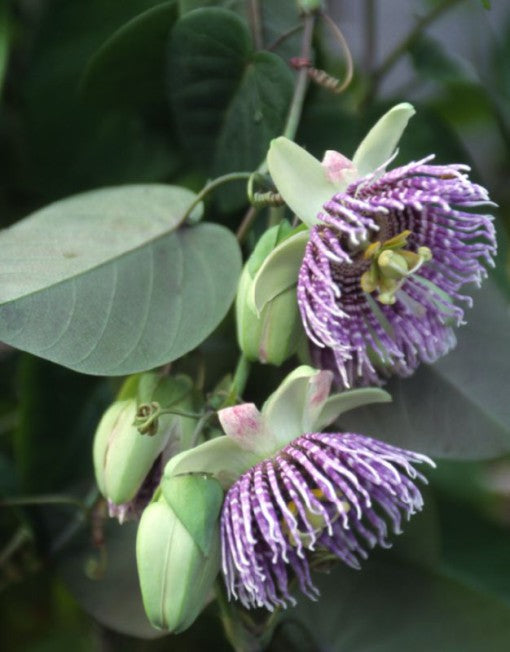 Sød Grenadil - Passiflora Ligularis