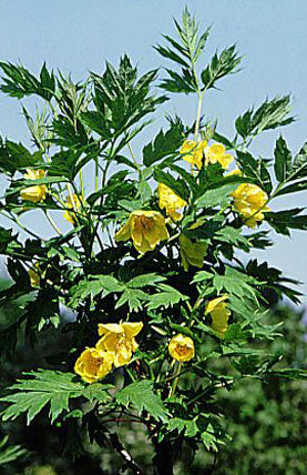 Gul Træpæon - Paeonia lutea