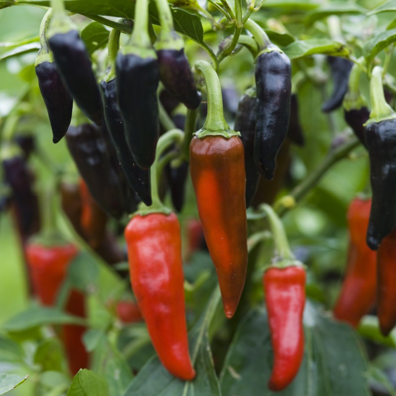 Gusto Purple - C. annuum