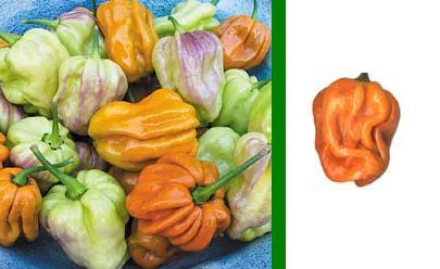 Habanero Mustard - C. Chinense - Plante