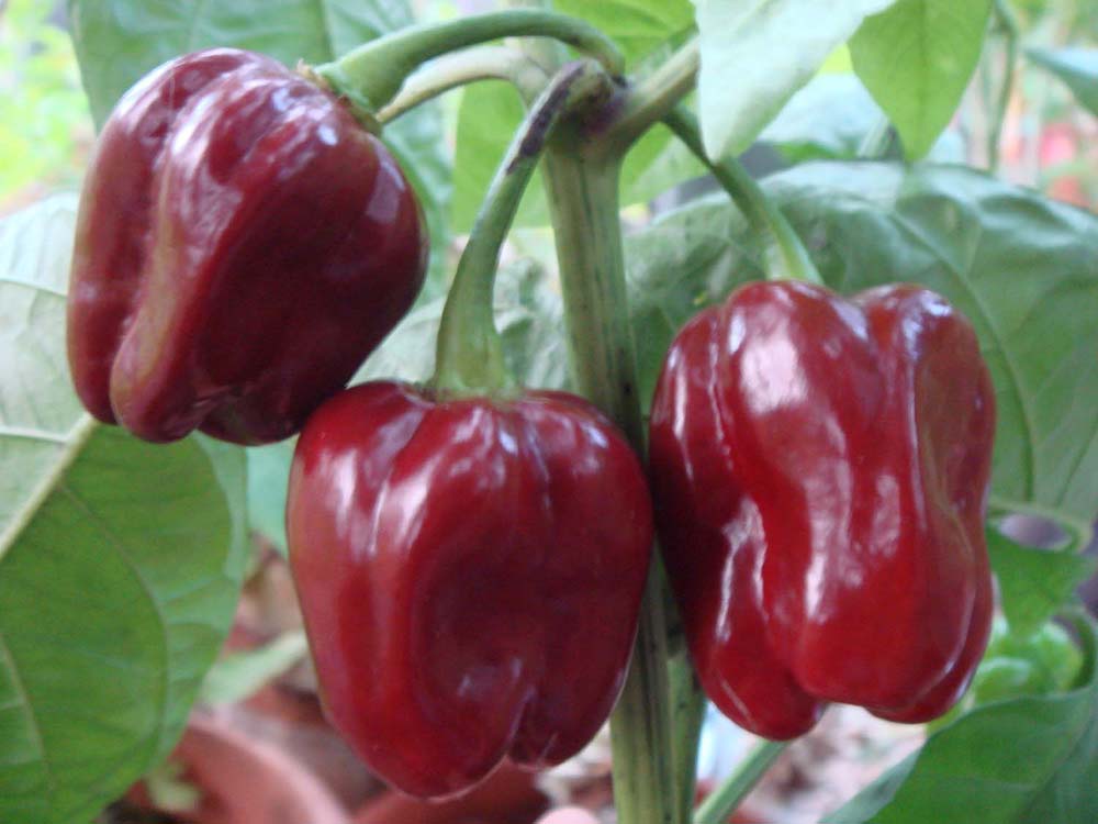 Habanero Purple - C. chinense