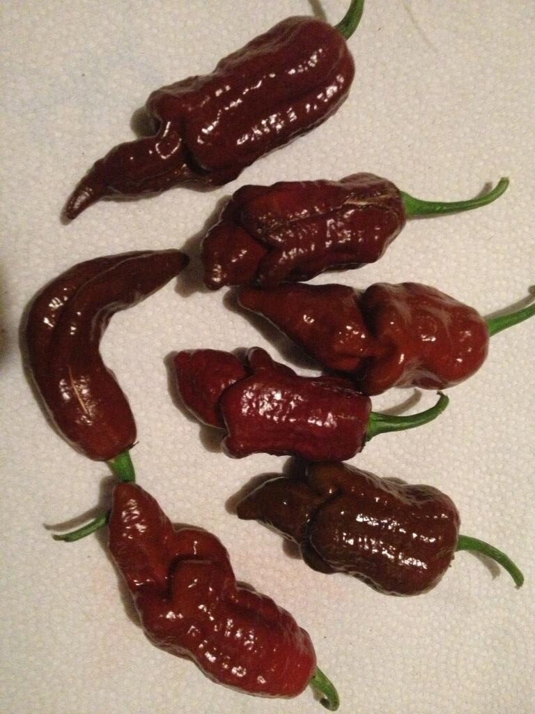 Habanero Chocolate Lightning - Plante