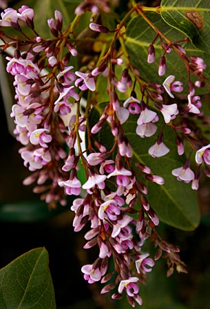 Hardenbergia Violacea