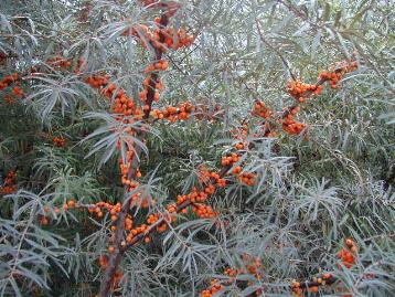 Havtorn - Hippophae Rhamnoides
