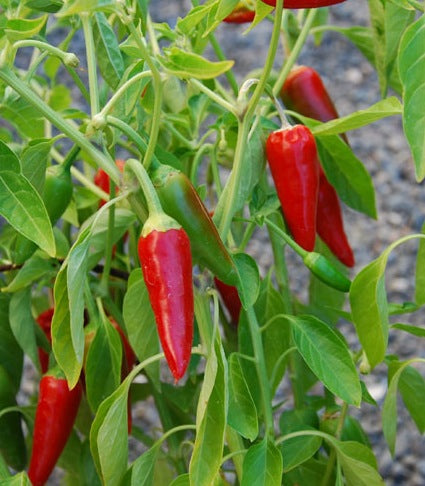 Hawaiian Sweet Hot - C. annuum