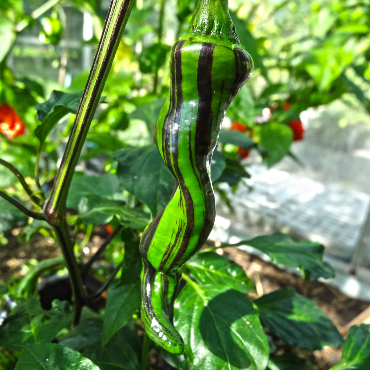 Maule's red  Mols Stribet Original - C.annuum