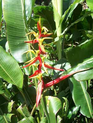 Heliconia Schiedeana