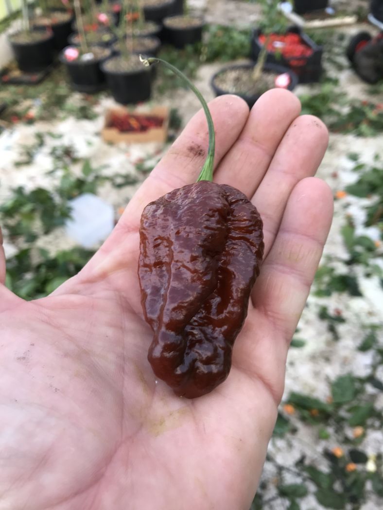 Hellboy Chocolate – C. chinense