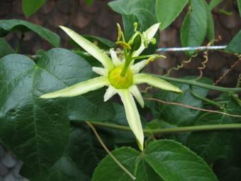 passiflora Herbetiana