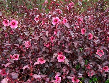 Rosella - Vild Hibiscus - Hibiscus Sabdariffa