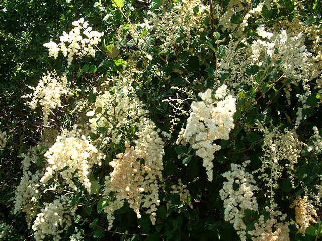 Amerikansk Spiræa - Holodiscus Discolor