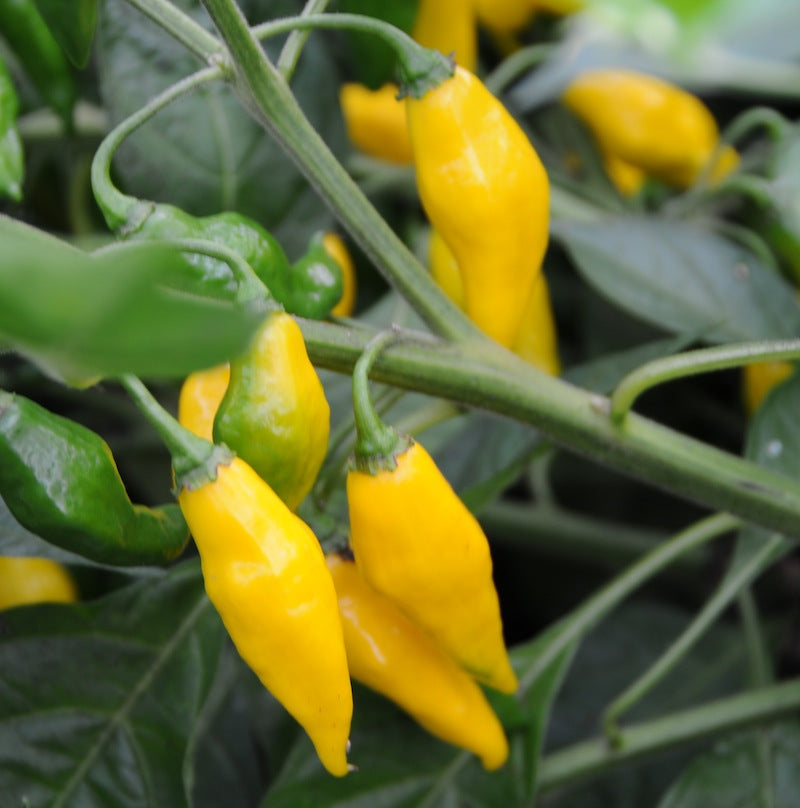 Habanero Hot Lemon - Plante