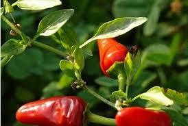 Hot Paper Lantern - C. chinense