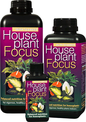 GT Houseplant Focus