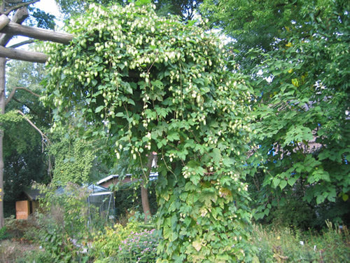 Humle - Humulus lupulus