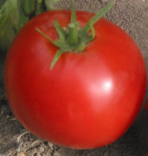 Illinois Beauty - Tomat