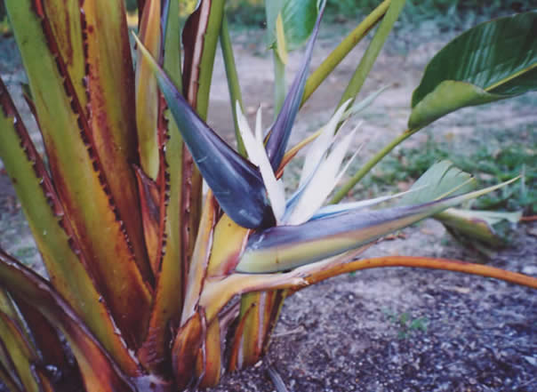 Strelitzia Alba syn. Augusta