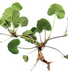 Gotu Kola - Centella asiatica