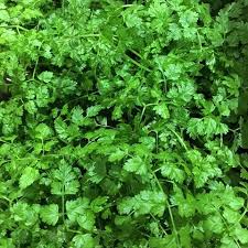Kørvel - Anthriscus Cerefolium