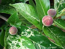 Storbladet Figen - Ficus habrophylla