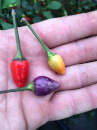 Peppa Purple Tangerine - C. annuum