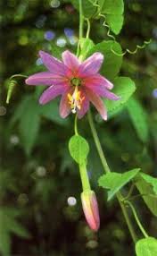 Passiflora tripartita