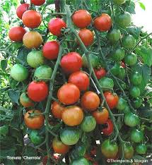 Tomat - Czech's Bush