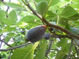 Almindelig Figen - Ficus Carica