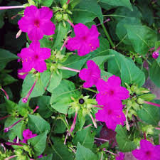 Vidunderblomst Pink - Mirabilis multiflora