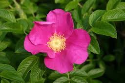 Rynket Rose Pink - Rosa Rugosa Rubra